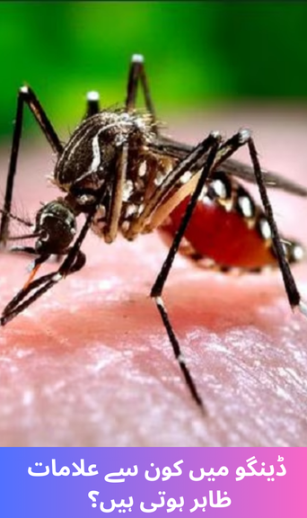 What are the symptoms of dengue?